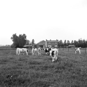 Ontginning, vee in de weide, algemene beelden, turfsteekreportage, koeien, Papen, Bestanddeelnr 160-0142