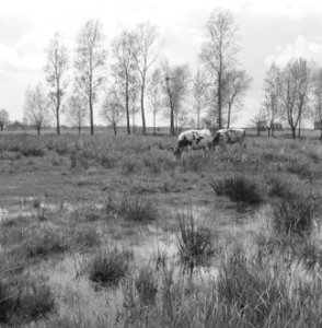 Ontginning, vee in de weide, algemene beelden, turfsteekreportage, koeien, lange, Bestanddeelnr 160-0152