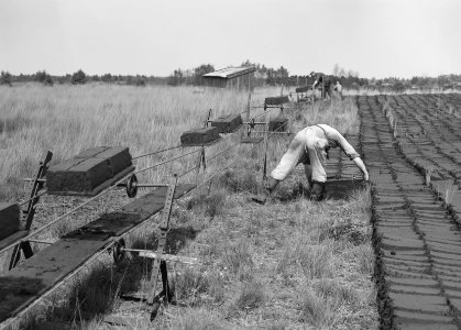 Ontginning, vee in de weide, algemene beelden, turfsteekreportage, arbeiders, De, Bestanddeelnr 160-0053