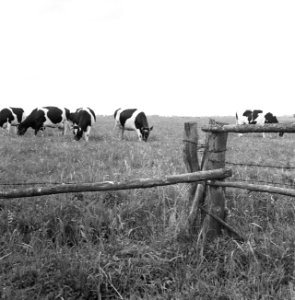Ontginning, vee in de weide, algemene beelden, turfsteekreportage, koeien, Haers, Bestanddeelnr 160-0078