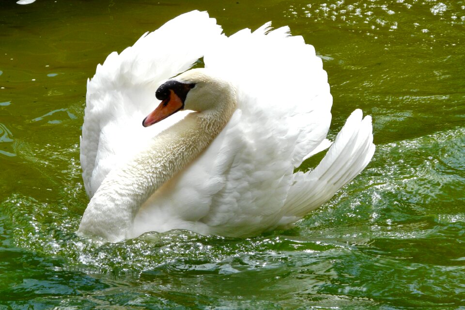 White floats water bird