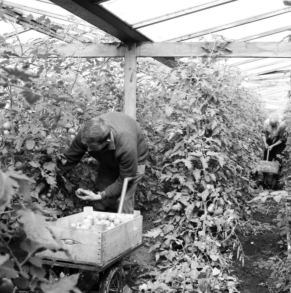 Ontginning, zaaien en oogsten gewassen, tomaten, tuinbouw, centra, arbeiders, Bestanddeelnr 160-0288