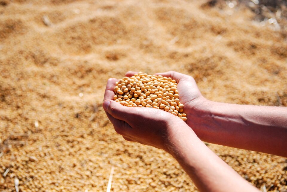 Harvest seeds leguminous