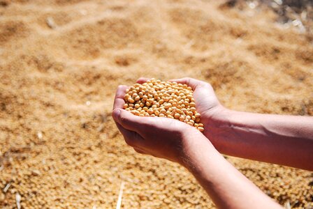 Harvest seeds leguminous