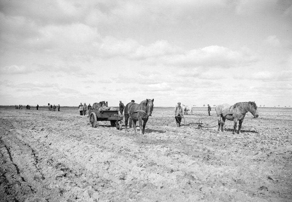 Ontginning, zaaien en oogsten gewassen, paarden, Rheederveld, Bestanddeelnr 160-0169