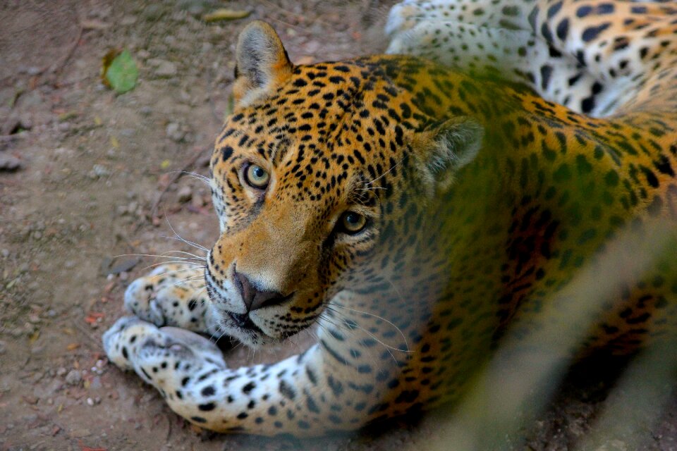 Jaguar nature wallpaper misterious