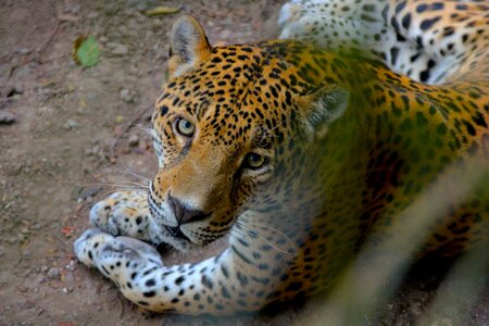 Jaguar nature wallpaper misterious photo