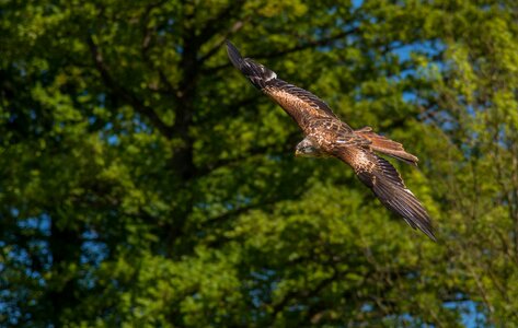 Raptor bird bird of prey photo