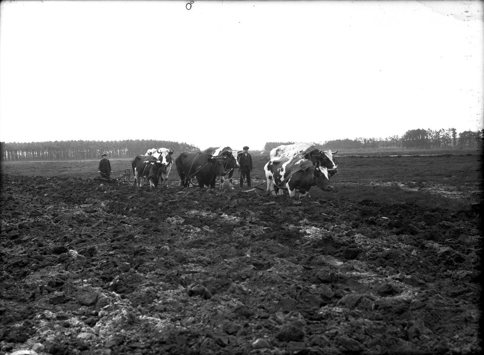 Ontginning, grondbewerking, egaliseren, bezanden, arbeiders, ploegen, ossen, Bestanddeelnr 159-0070