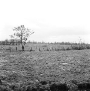 Ontginning, grondbewerking, egaliseren, bezanden, kavels, bomen, koeien, grolder, Bestanddeelnr 159-0799