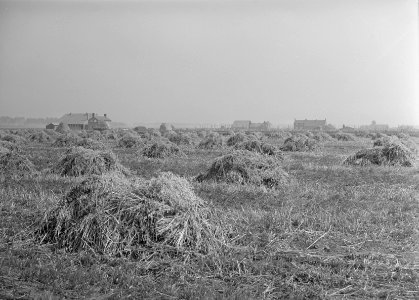 Ontginning Maas en Waal Oogsten haver bij Papesteeg, Bestanddeelnr 160-0201