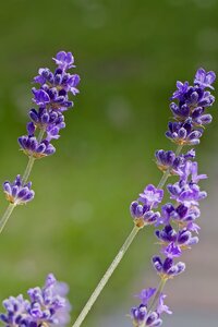 Bloom flower lavender flowers