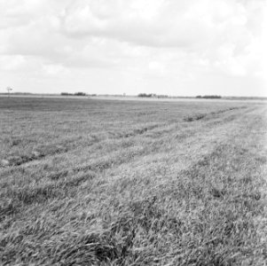 Ontginning, grondbewerking, egaliseren, bezanden, graslanden, Haerst, Genne, Bestanddeelnr 159-0390