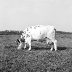 Ontginning, vee in de weide, algemene beelden, turfsteekreportage, koeien, Papen, Bestanddeelnr 160-0145