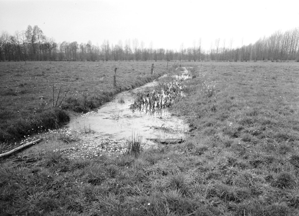Ontginning, grondbewerking, egaliseren, bezanden, graslanden, Bestanddeelnr 159-0316