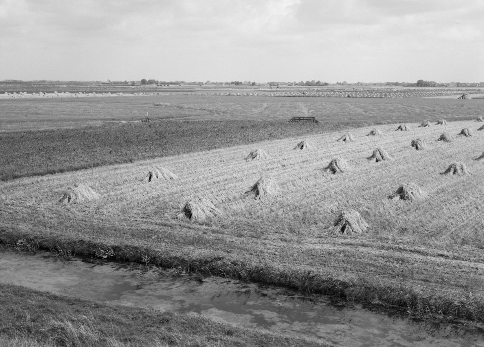 Ontginning, zaaien en oogsten gewassen, dijk westfriese, Ringpolder, Bestanddeelnr 160-0215