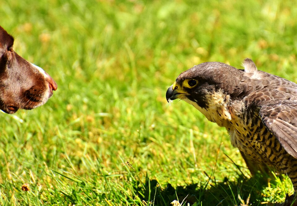 Raptor bird of prey animal