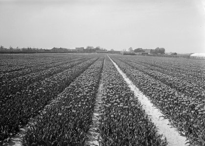 Ontginning, zaaien en oogsten gewassen, bollen, Bestanddeelnr 160-0209