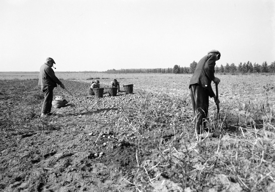 Ontginning, zaaien en oogsten gewassen, aardappels, arbeiders, Bestanddeelnr 160-0183