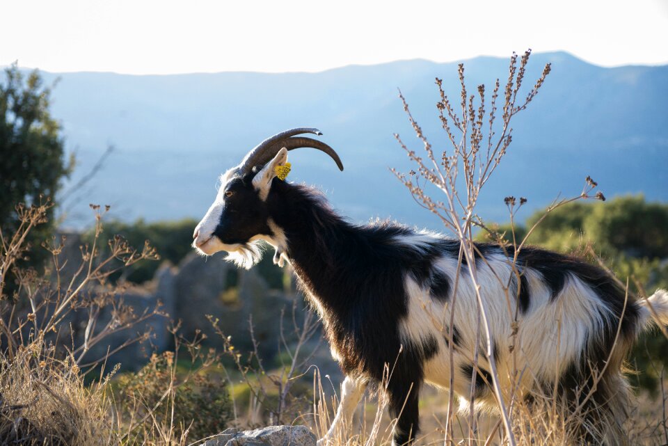 Corsican goat animal sea
