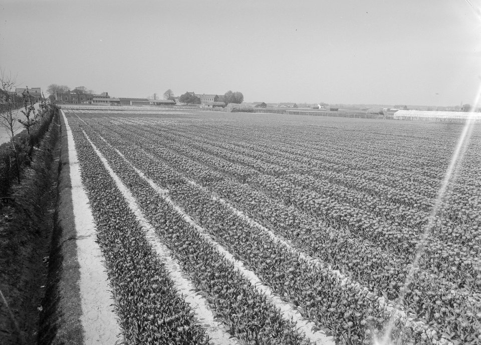 Ontginning, zaaien en oogsten gewassen, bollen, Bestanddeelnr 160-0213