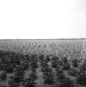 Ontginning, zaaien en oogsten gewassen, aardappelen, langeveld het, Bestanddeelnr 160-0214