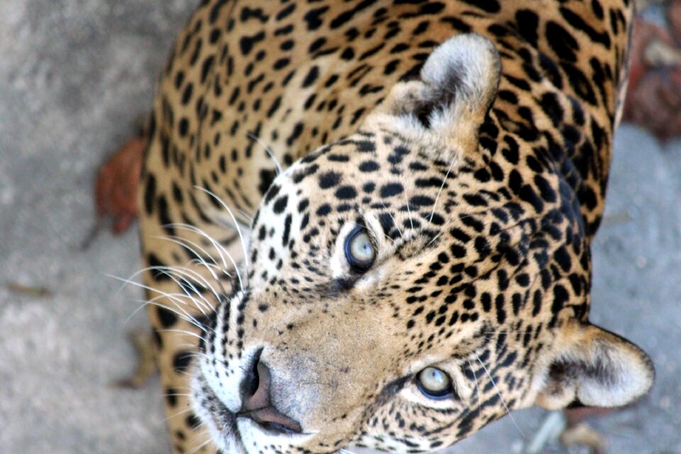 Wild cat beast of prey predator