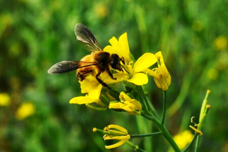 Honeybee flying yellow photo