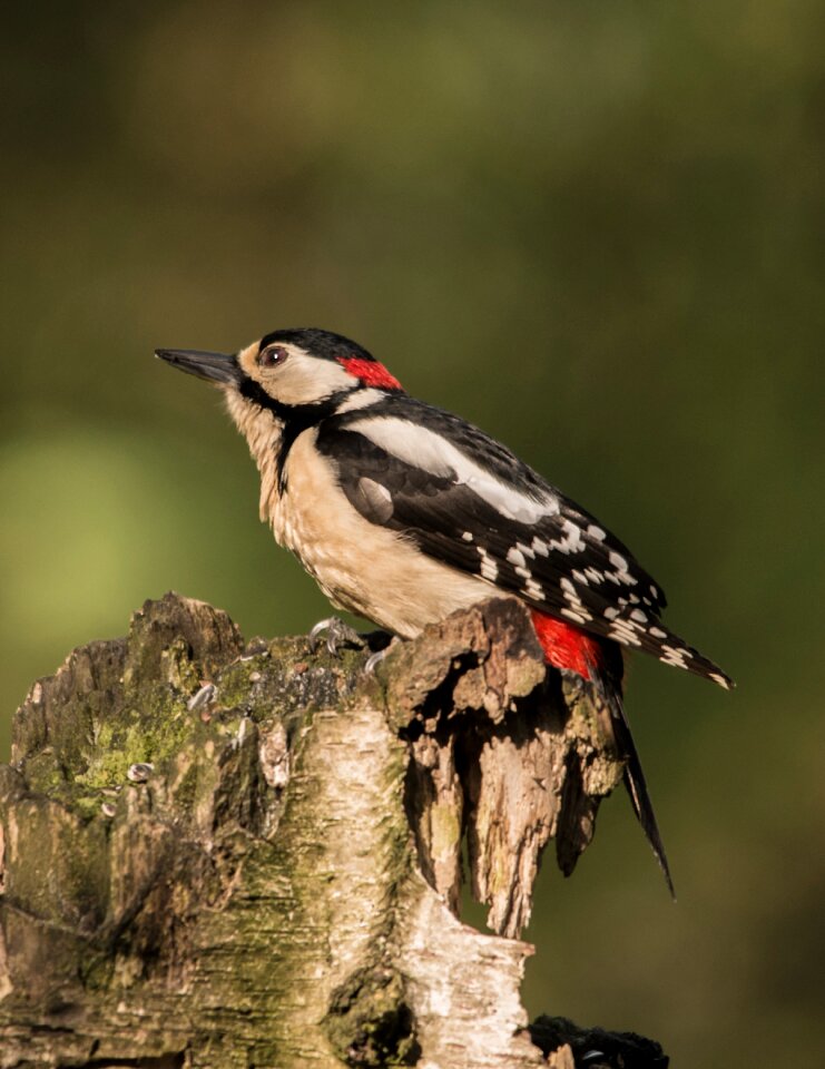 Nature foraging forest bird