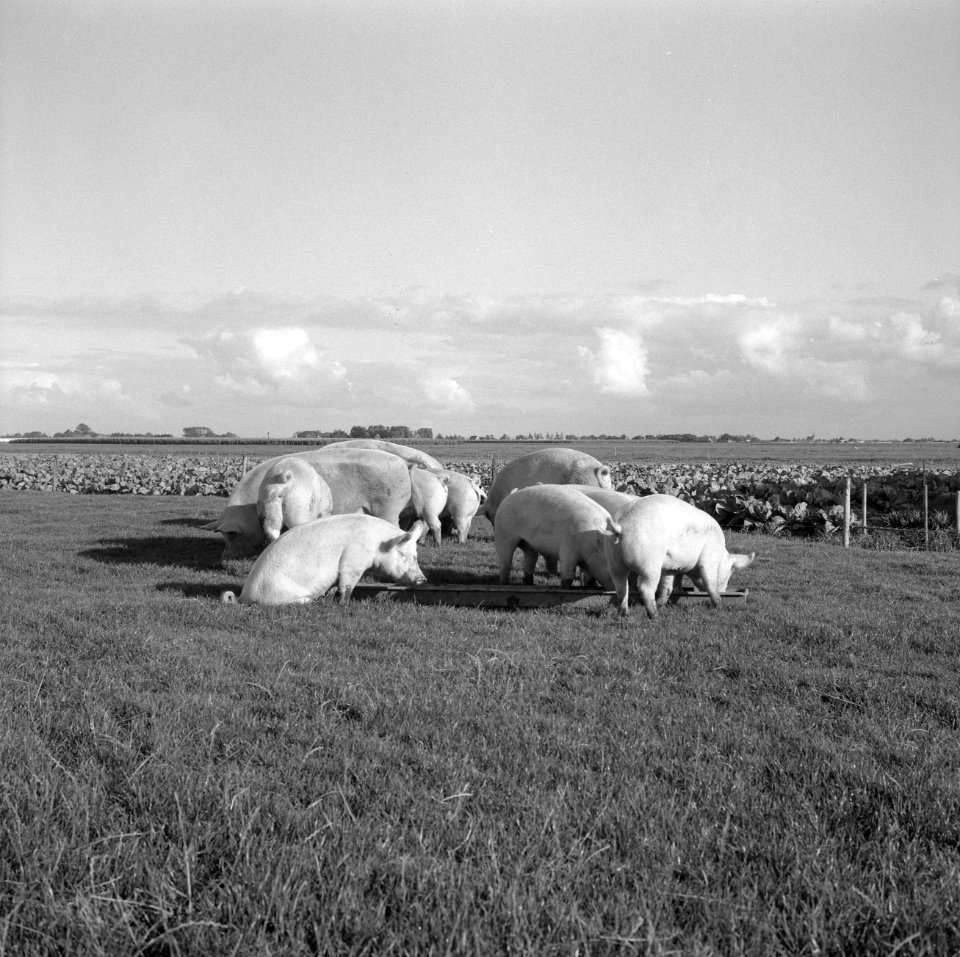 Ontginning, weide, turfsteekreportages, fokzeugen, de heer s borst, middenweg, Bestanddeelnr 165-0966