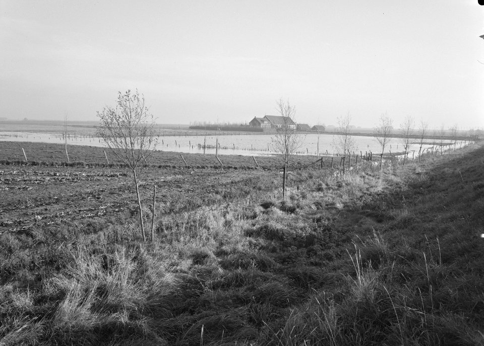 Ontginning, vee in de weide, algemene beelden, turfsteekreportage, ondergelopen,, Bestanddeelnr 160-0103