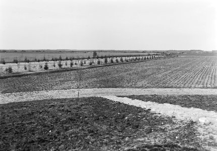 Ontginning, vee in de weide, algemene beelden, turfsteekreportage, oldhorst de, Bestanddeelnr 160-0023