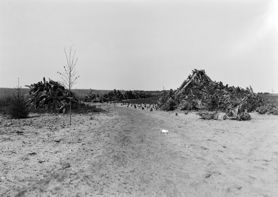 Ontginning, vee in de weide, algemene beelden, turfsteekreportage, Oldhorst, Bestanddeelnr 160-0022