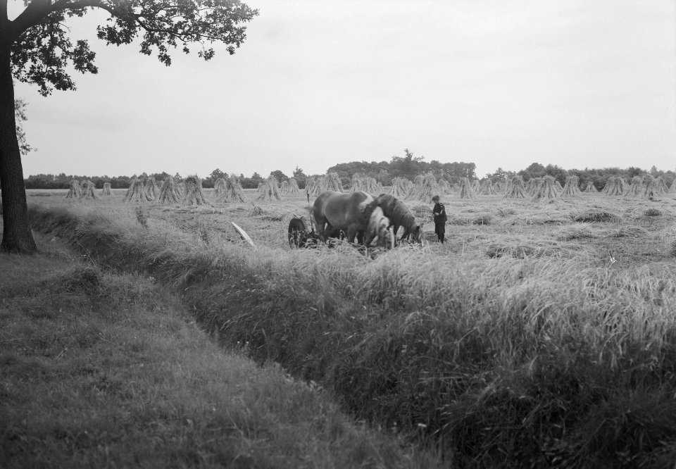 Ontginning, vee in de weide, algemene beelden, turfsteekreportage, paarden, Bestanddeelnr 160-0014