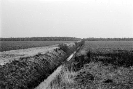 Ontginningen, jong bos, sellingerbeetse, Groningen, Bestanddeelnr 170-0355