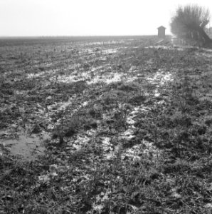 Ontginning, vee in de weide, algemene beelden, turfsteekreportage, waterstand, h, Bestanddeelnr 160-0099