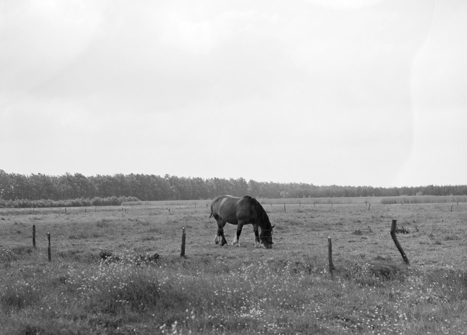Ontginning, vee in de weide, algemene beelden, turfsteekreportage, paarden, Bestanddeelnr 160-0039