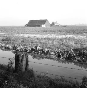 Ontginning, vee in de weide, algemene beelden, turfsteekreportage, waterstand, h, Bestanddeelnr 160-0098