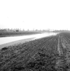 Ontginning, vee in de weide, algemene beelden, turfsteekreportage, overstrominge, Bestanddeelnr 160-0128