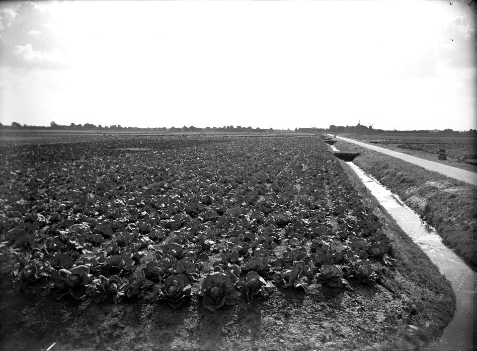 Ontginning, vee in de weide, algemene beelden, turfsteekreportage, polders, Waar, Bestanddeelnr 160-0060