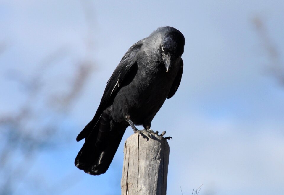 Black sitting raven bird