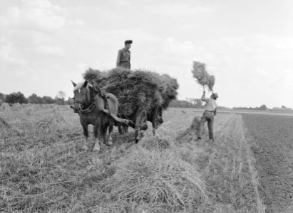 Ontginning, zaaien en oogsten gewassen, haver, arbeiders, Bestanddeelnr 160-0252