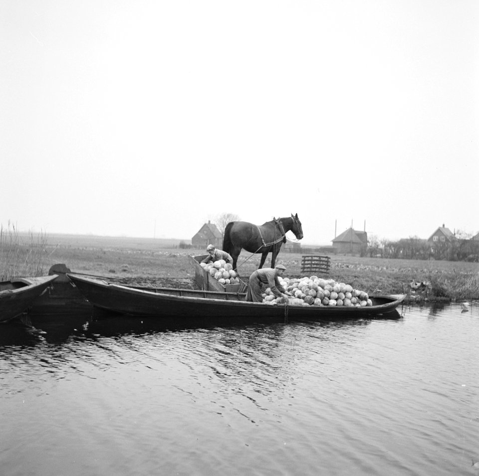 Ontginning, zaaien en oogsten gewassen, kool, paarden, boten, transporten, Bestanddeelnr 160-0242