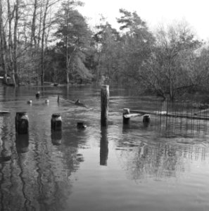 Ontginning, vee in de weide, algemene beelden, turfsteekreportage, overstrominge, Bestanddeelnr 160-0123