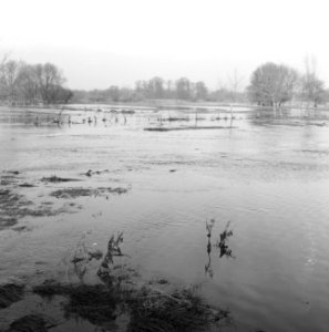 Ontginning, vee in de weide, algemene beelden, turfsteekreportage, overstrominge, Bestanddeelnr 160-0110