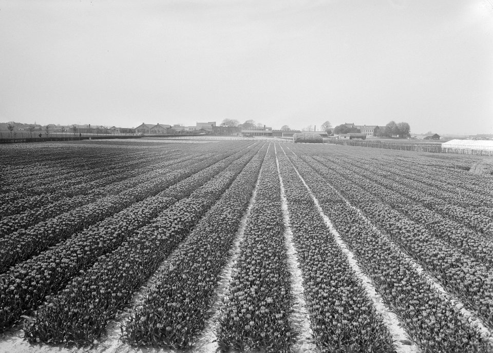 Ontginning, zaaien en oogsten gewassen, bollen, Bestanddeelnr 160-0207