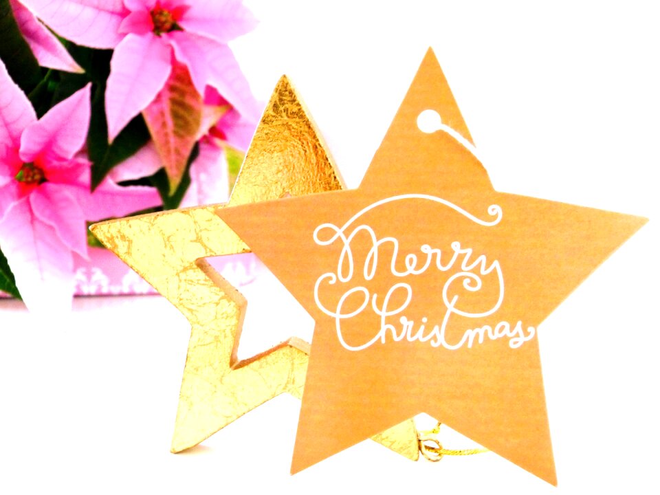 Adventsstern poinsettia star