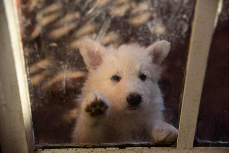Animals cute adorable