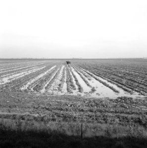 Ontginning, vee in de weide, algemene beelden, turfsteekreportage, ondergelopen,, Bestanddeelnr 160-0095