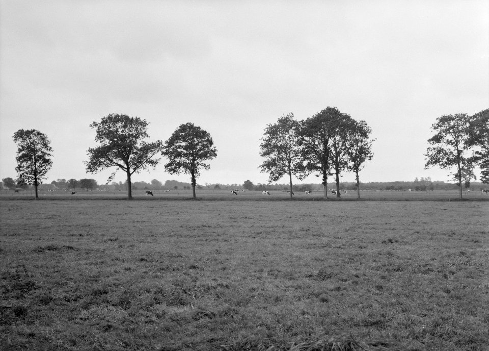 Ontginning, vee in de weide, algemene beelden, turfsteekreportage, landgoederen,, Bestanddeelnr 160-0074
